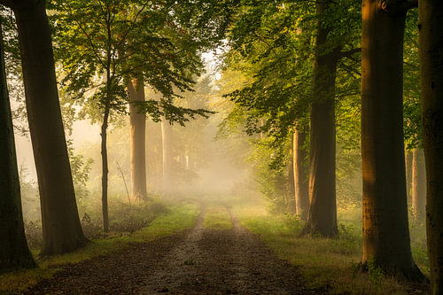 Sfeervol licht in het bos