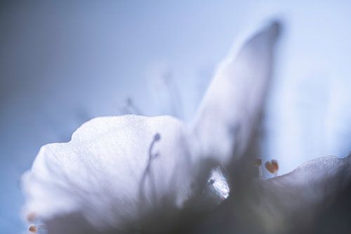 Bloesem Blaadjes Lente Details