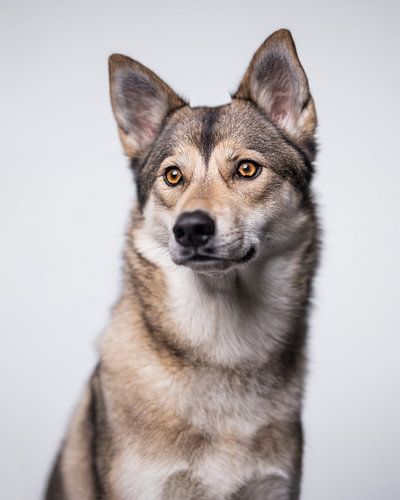 Minimalistisch licht portret van een Wolfshond