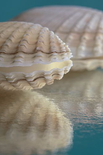 Petrol: Schelpen met abstracte schilderachtige weerspiegeling