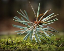 Needles.