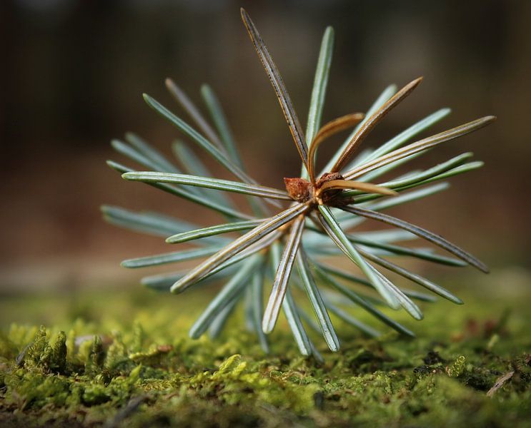 Needles. by Marthijn van Tellingen