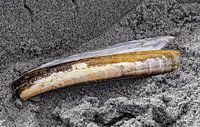 shell