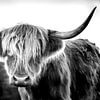 Scottish Highlander / Schottisches Hochlandrind in schwarz-weiß von Voss Fine Art Fotografie
