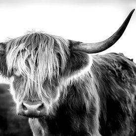 Scottish Highlander / Bœuf des Highlands écossais en noir et blanc sur Voss Fine Art Fotografie