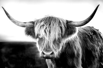 Scottish Highlander / Bœuf des Highlands écossais en noir et blanc