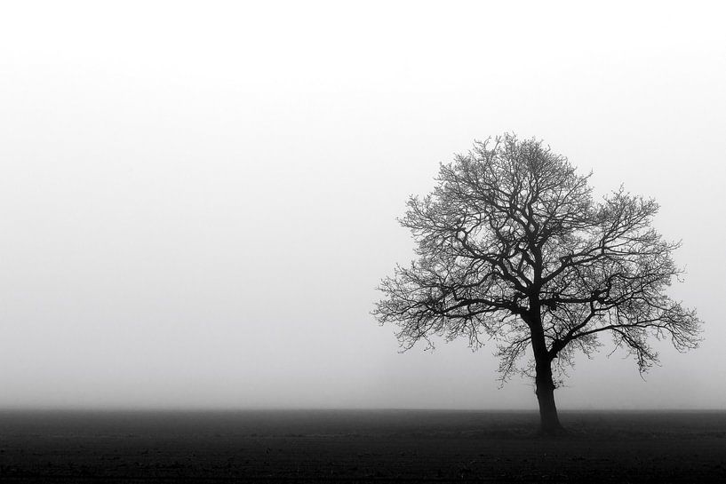 Eenzame boom in de Mist von Jeffrey Van Zandbeek