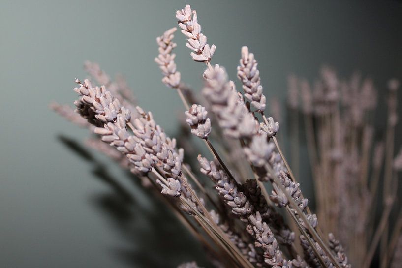 Lavender by Souhaila Chammachi