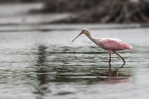 Rosa Eleganz in Bigi Pan: Der rosarote Löffler