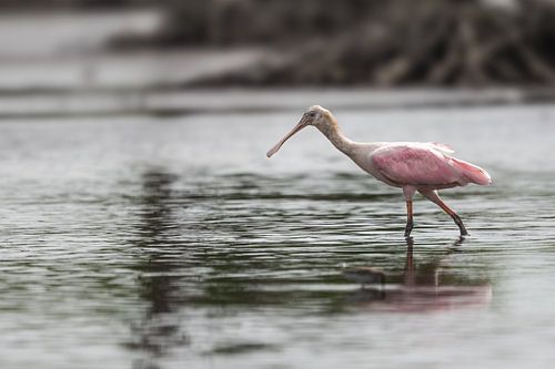 L'élégance rose à Bigi Pan : la spatule rosée