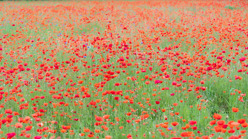 A magnificent field of poppies