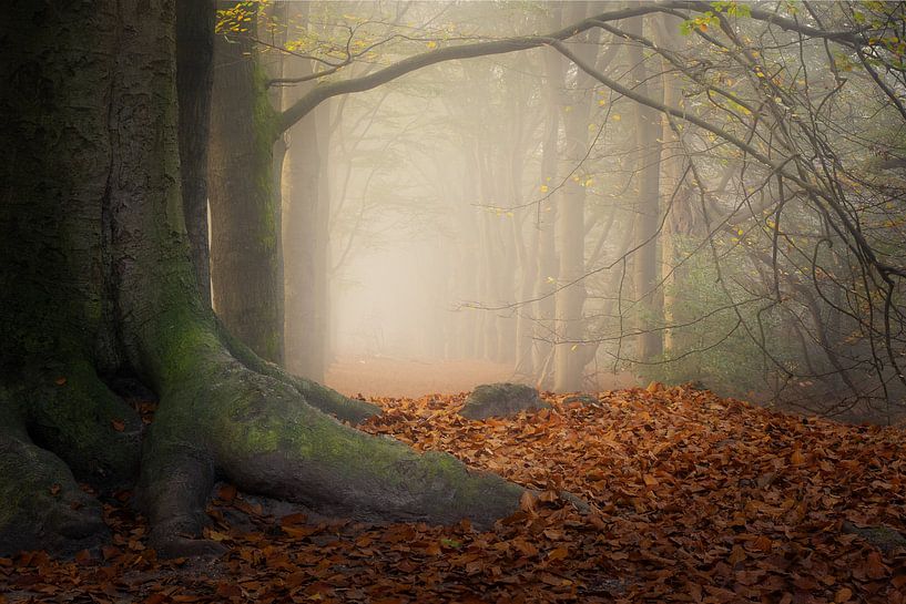 Photographie de la forêt &quot;pédites par Björn van den Berg