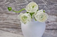 white ranunculus