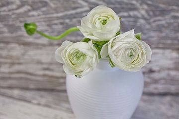 white ranunculus by Andrea Haase