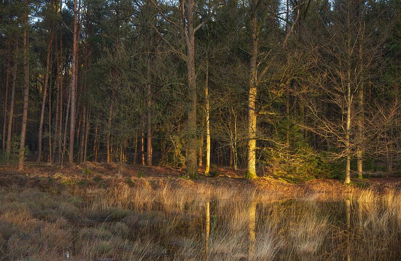 Dwingelderveld (Netherlands) by Marcel Kerdijk