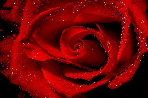 Rose rouge