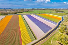Tulipes en fleurs dans un champ en Hollande sur Sjoerd van der Wal Photographie