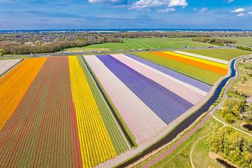 Tulpen blühen auf einem Feld in Holland von Sjoerd van der Wal Fotografie