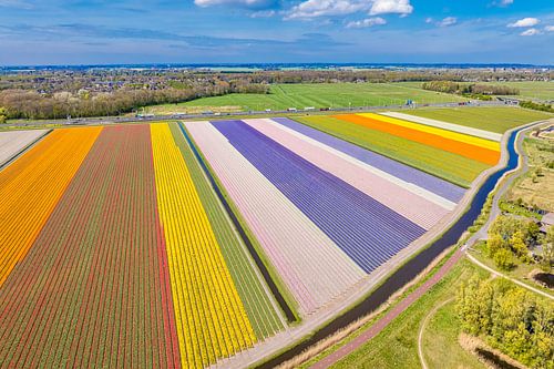Tulips blossoming in a field in Holland by Sjoerd van der Wal Photography