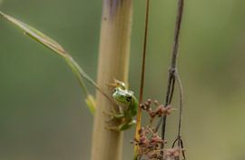 Laubfrosch treibt sich herum von Ans Bastiaanssen