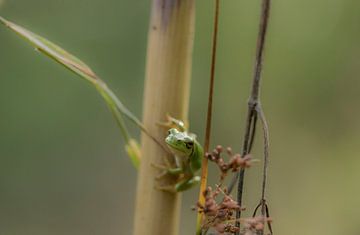 Tree frog hangs around by Ans Bastiaanssen