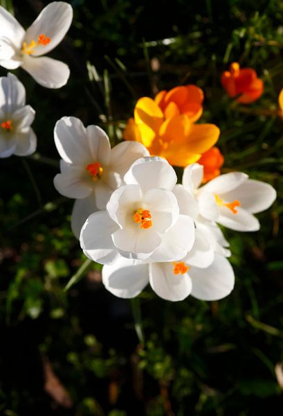 Krokus von Thomas Jäger