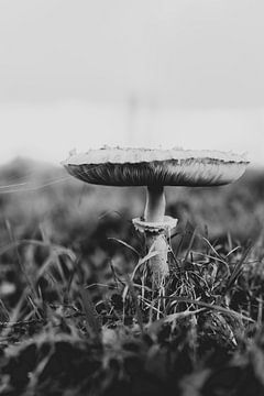 Zwart-wit paddenstoel van Melanie Schat