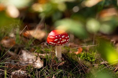 Fly agaric