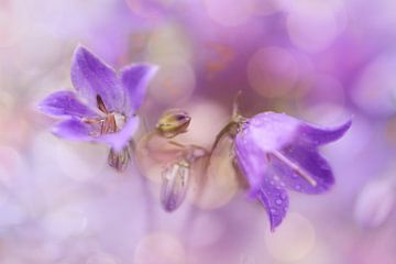 Rêves de cloche bleue.... sur LHJB Photography