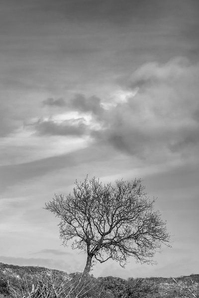 Einsamer Baum (schwarz und weiß) von Jacqueline de Groot