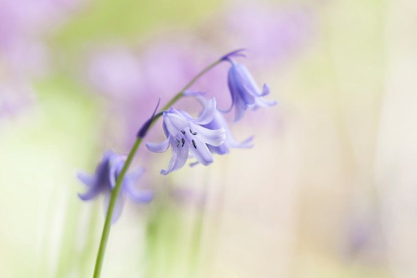 Wilde hyacint in het voorjaar van Karla Leeftink
