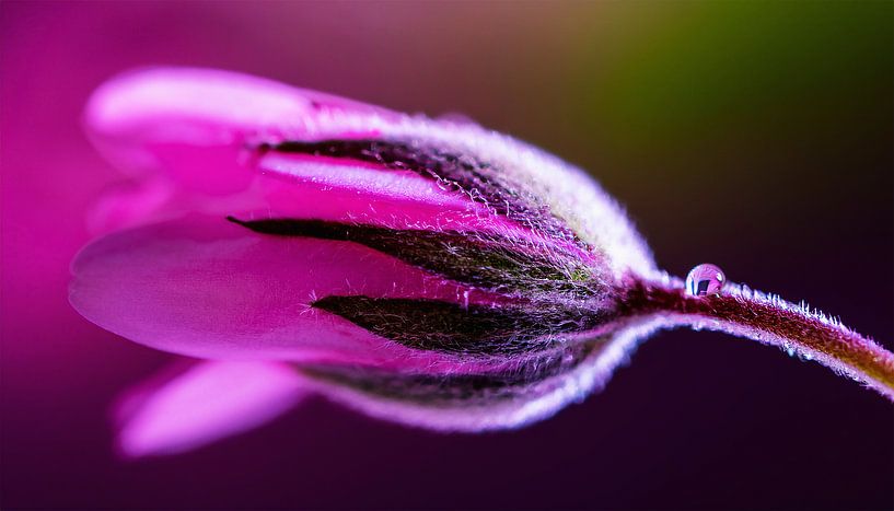 Flowers with sunset by Mustafa Kurnaz
