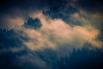 Fog in the forest by Antwan Janssen