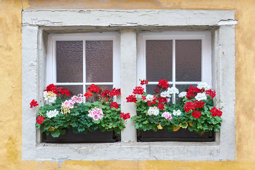 Window with flowers by Heiko Kueverling