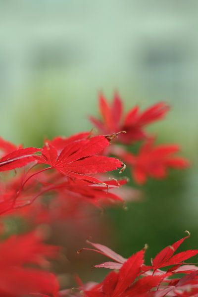 Autumn (IV) by Marianna Pobedimova