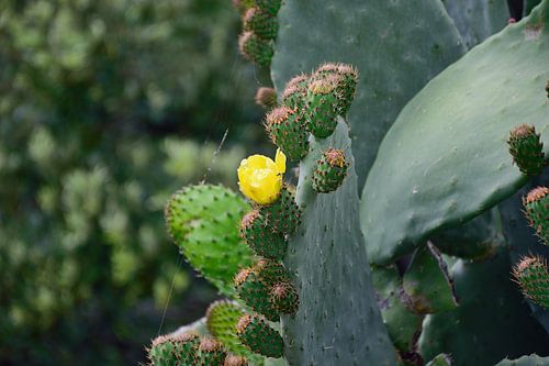 Een bloeiende cactus