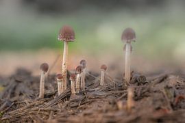 Champignons sur Moetwil en van Dijk - Fotografie