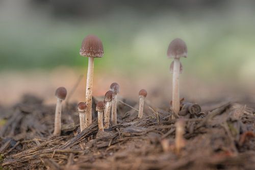 Paddenstoelen