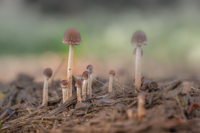 Mushrooms by Moetwil en van Dijk - Fotografie