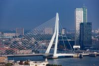 Erasmus Bridge in Rotterdam