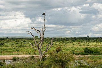 Visarend in landschap Kruger park van Frits Schulte