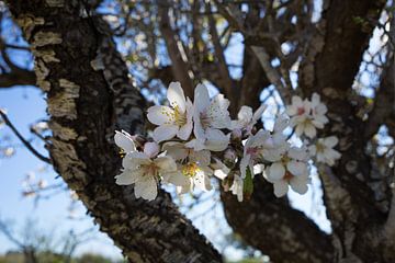Weiße Blüten im Halbschatten des Mandelbaumes