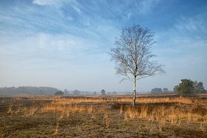 Birke und Gras auf Heide in Vierhouten an der Veluwe