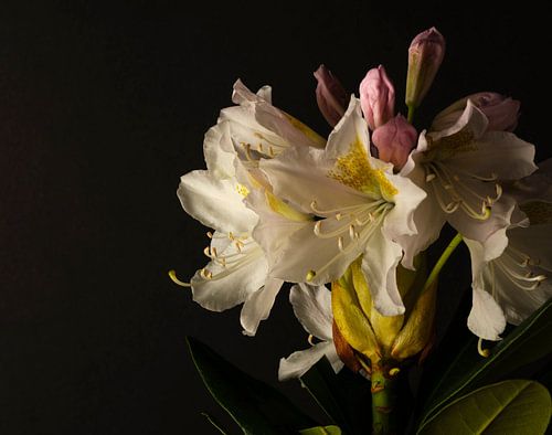 Rhododendron
