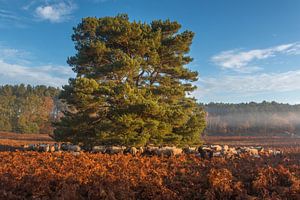 Le troupeau de moutons à Brunssummerheide