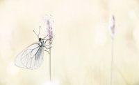 The great veined white in France