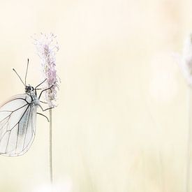 The great veined white in France by Frensis Kuijer