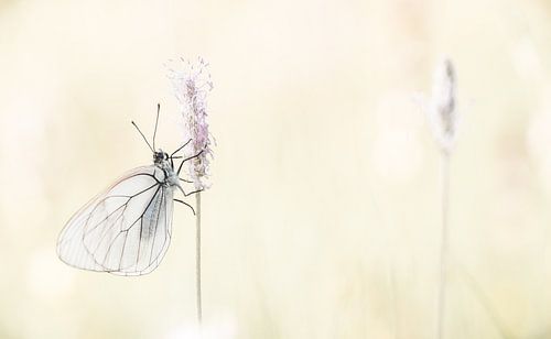 The great veined white in France by Frensis Kuijer