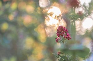 bokeh valerian by Tania Perneel