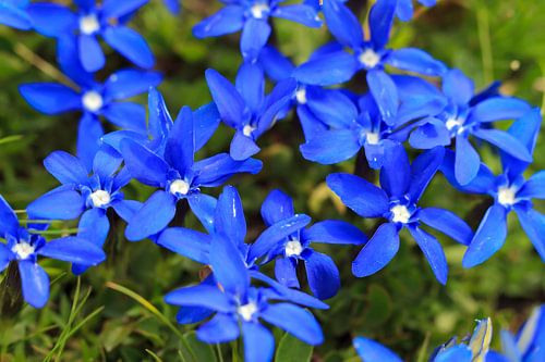 Blauwe bloemen van de voorjaarsgentiaan in Zwitserland